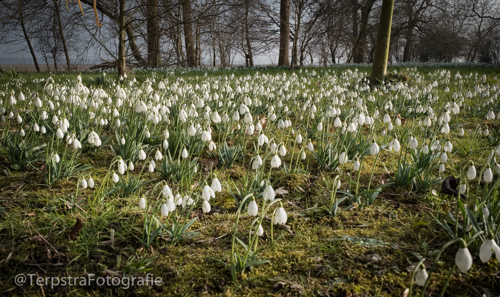 Van Hoeve Vertrouwen 