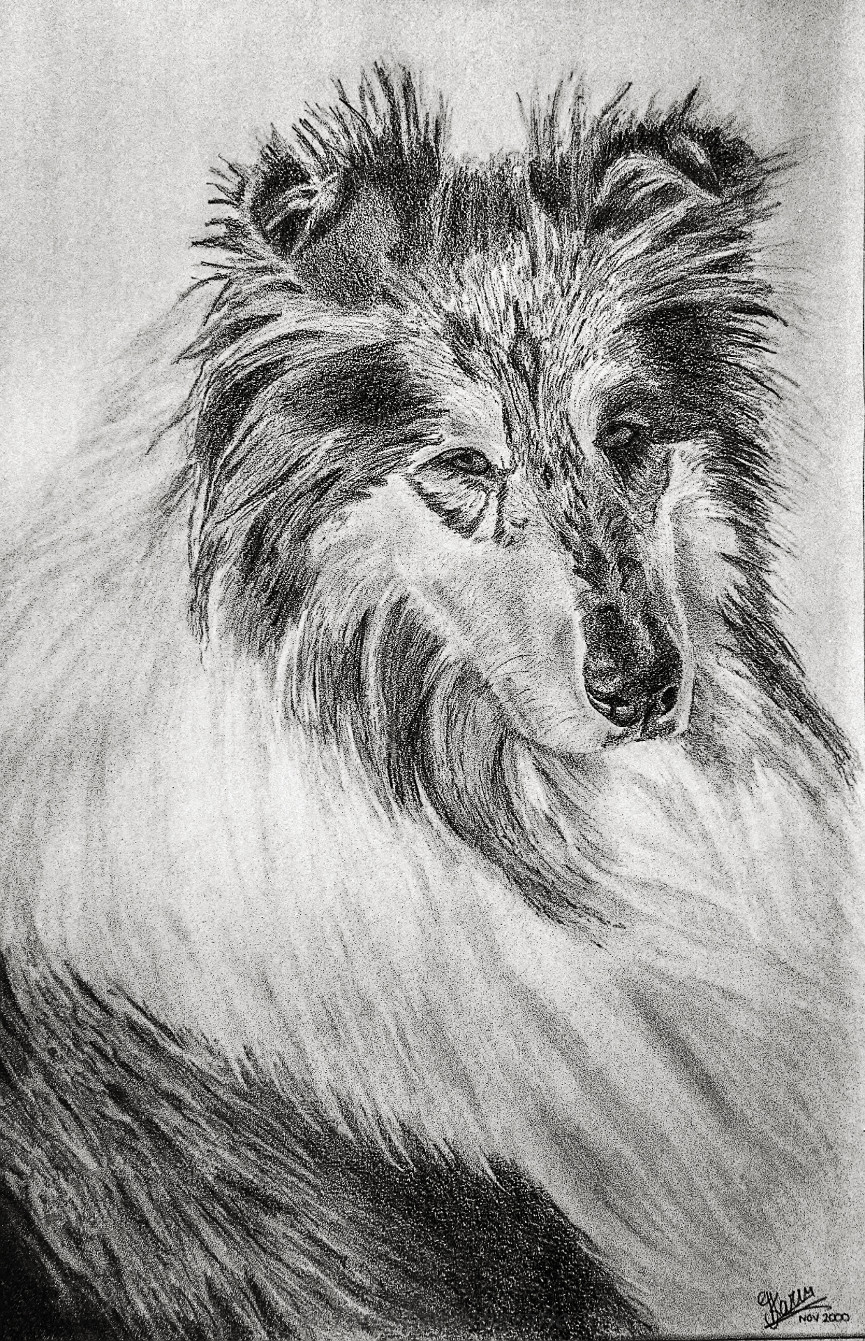 Joey Collie tekening Karin Blue Merle