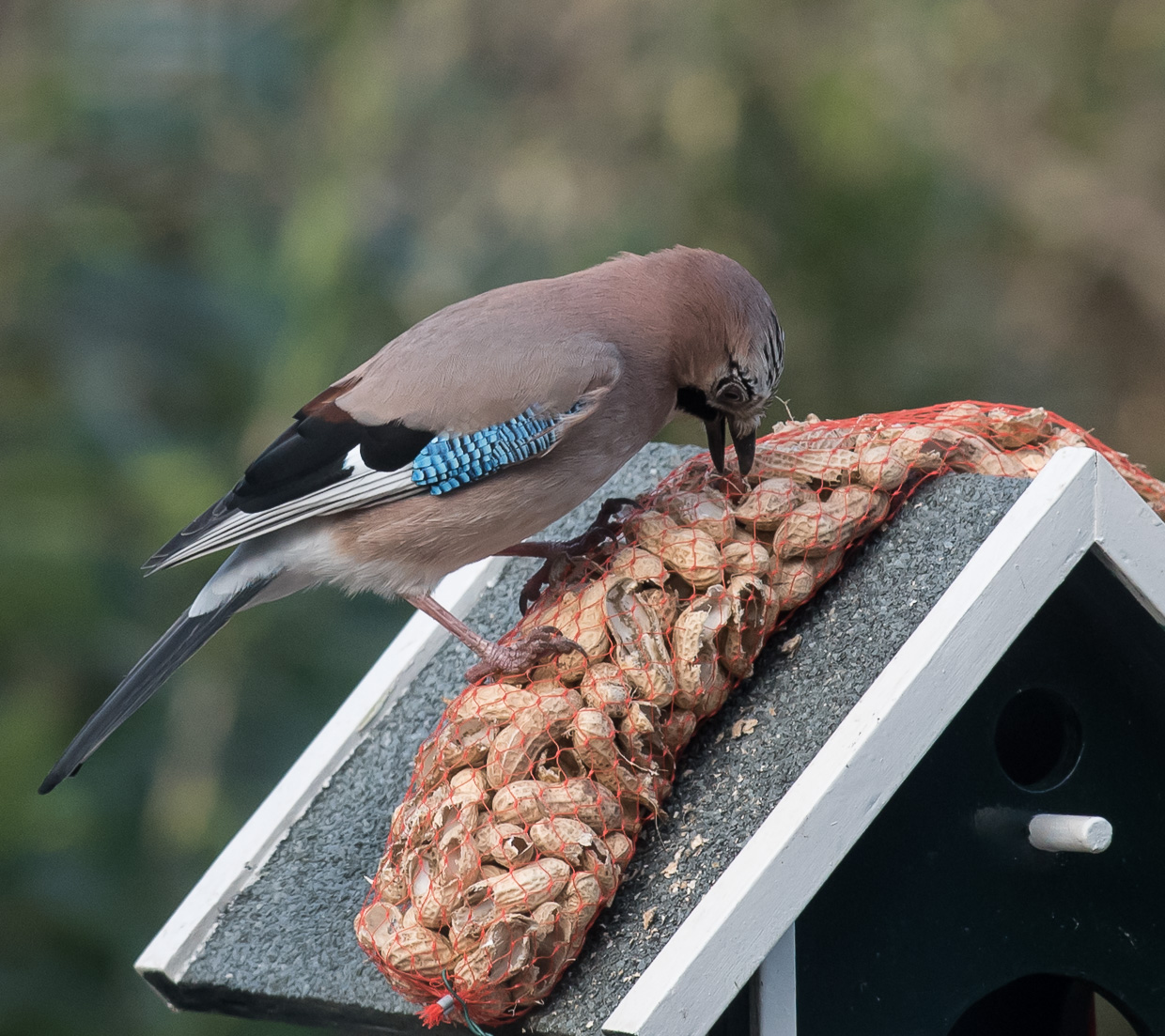 Gaai aan de maaltijd