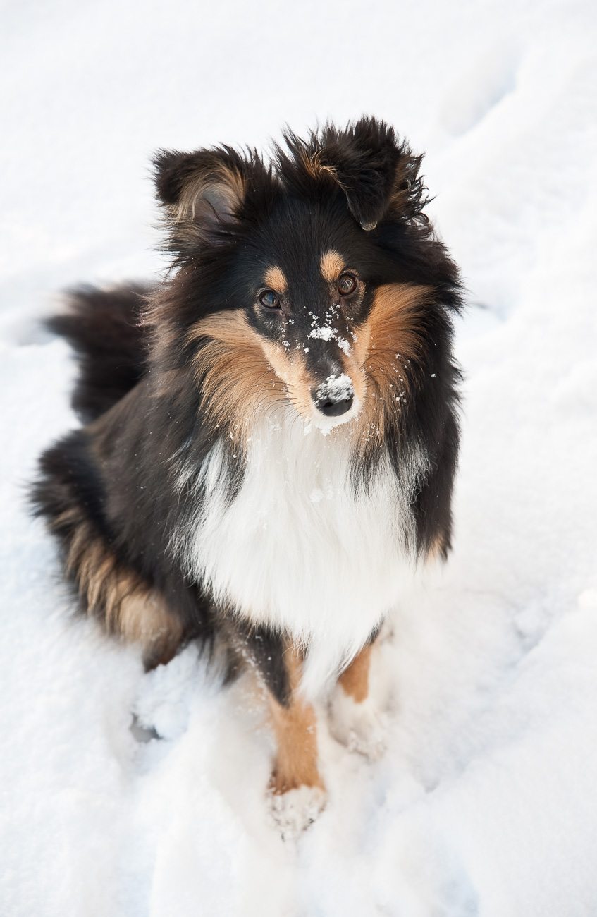 Sheltie Joris 
